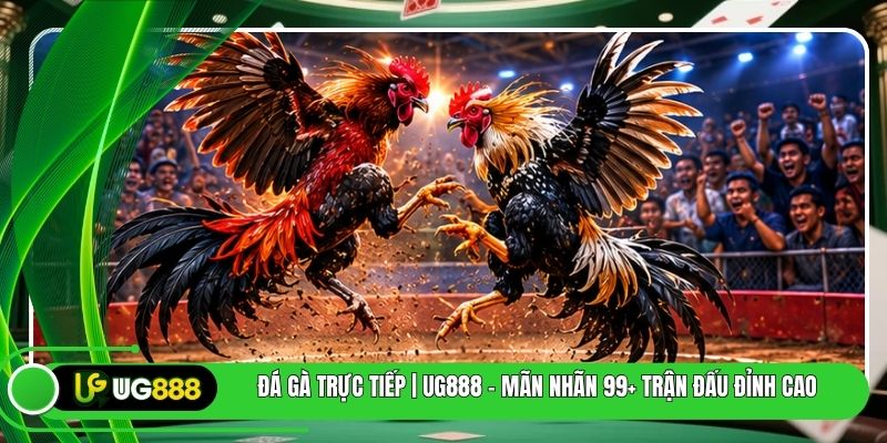 Đá Gà Trực Tiếp | UG888 - Mãn Nhãn 99+ Trận Đấu Đỉnh Cao