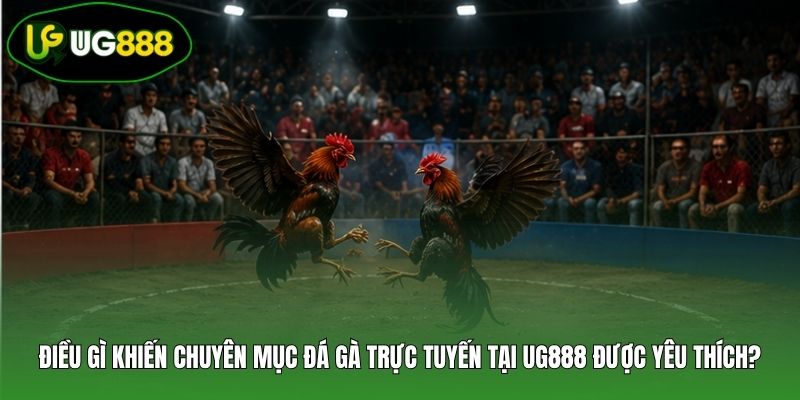 Điều gì khiến chuyên mục đá gà trực tuyến tại UG888 được yêu thích? Điều gì khiến chuyên mục đá gà trực tuyến tại UG888 được yêu thích?