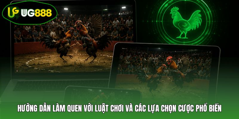 Hướng dẫn làm quen với luật chơi và các lựa chọn cược phổ biến
