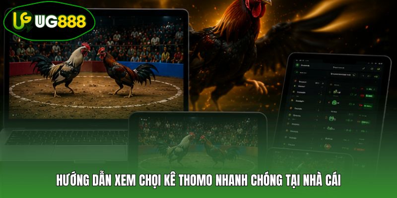 Hướng dẫn xem chọi kê Thomo nhanh chóng tại nhà cái Hướng dẫn xem chọi kê Thomo nhanh chóng tại nhà cái