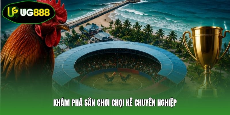 Khám phá sân chơi chọi kê chuyên nghiệp Khám phá sân chơi chọi kê chuyên nghiệp