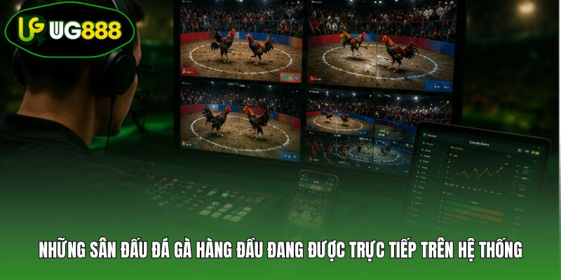 Những sân đấu đá gà hàng đầu đang được trực tiếp trên hệ thống Những sân đấu đá gà hàng đầu đang được trực tiếp trên hệ thống