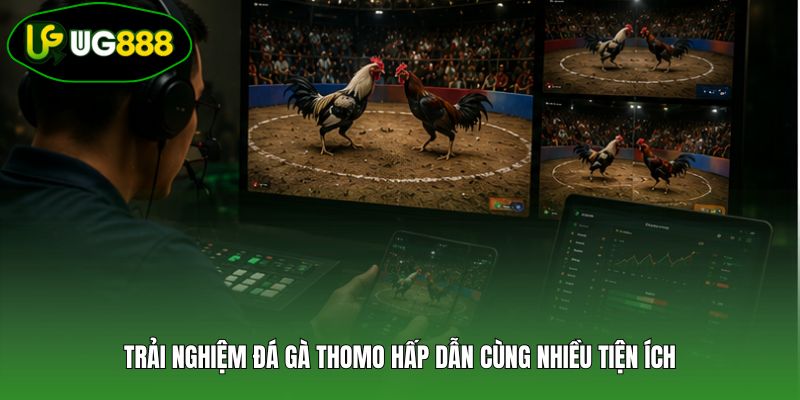 Trải nghiệm đá gà Thomo hấp dẫn cùng nhiều tiện ích Trải nghiệm đá gà Thomo hấp dẫn cùng nhiều tiện ích