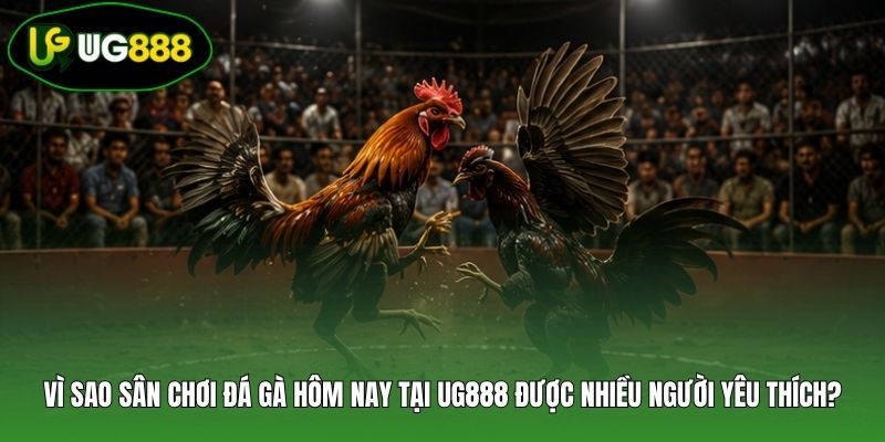 Vì sao sân chơi đá gà hôm nay tại UG888 được nhiều người yêu thích?